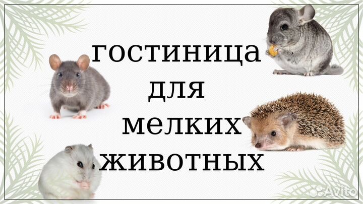 Гостиница для мелких животных