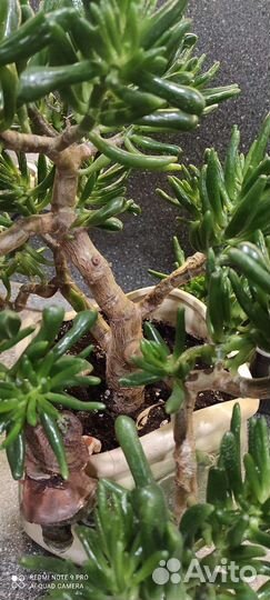 Крассула толстянка