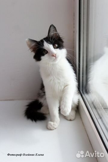 Котенок девочка в добрые руки