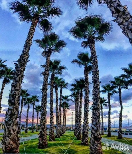 Экскурсия по олимпийскому на тук-туке