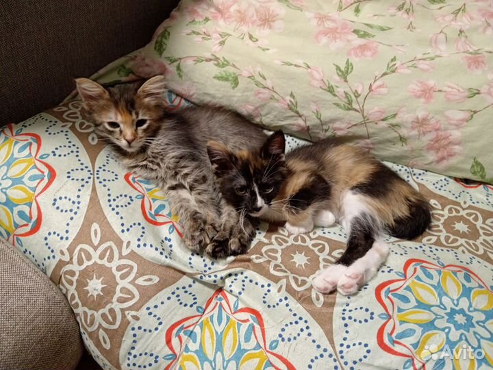 Кошка в добрые руки