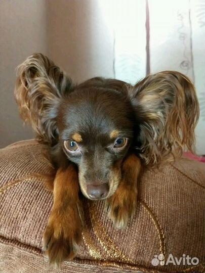 Вязка.Той- терьер