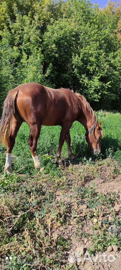 Лошади жеребцы