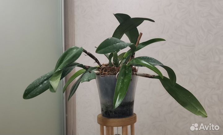 Орхидея cattleya sea breeze