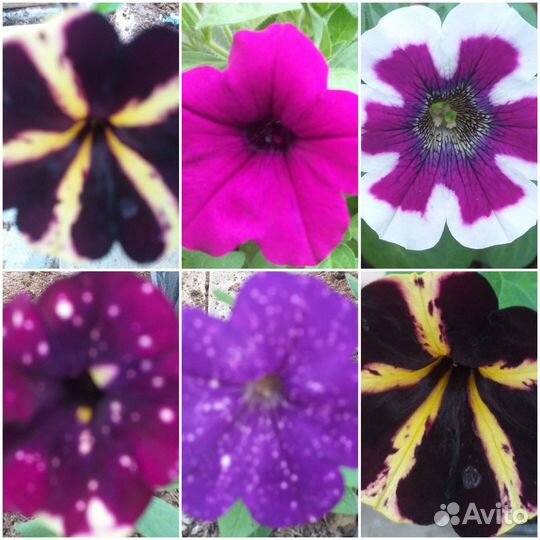 Петуния ампельная