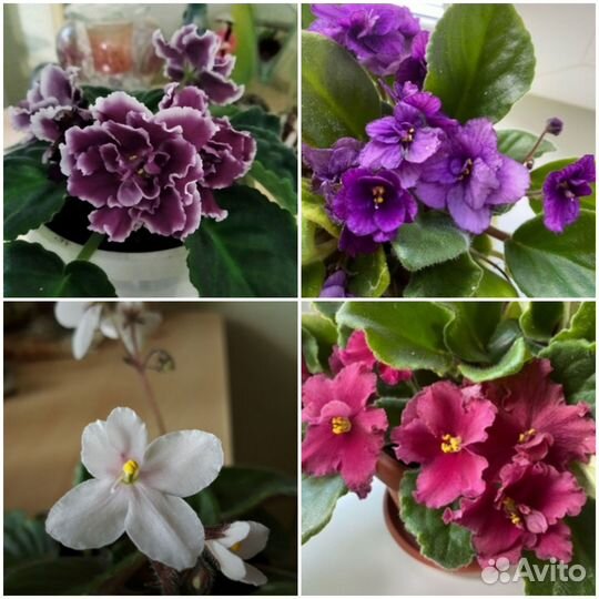 Фиалка. Глоксиния