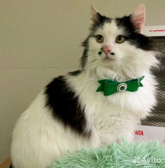 Обаяшка Франц в дар