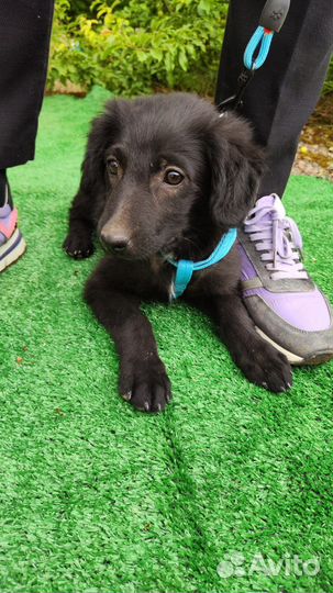 Щенки в добрые руки