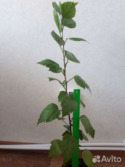 Продам Китайские розы (Гибискус)