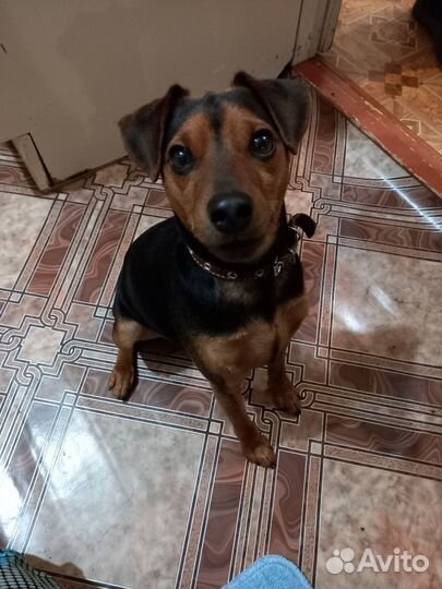 Цвергпинчер