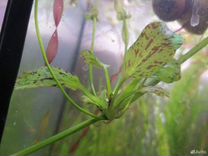 Эхинодорус оцелот -аквариумное растение