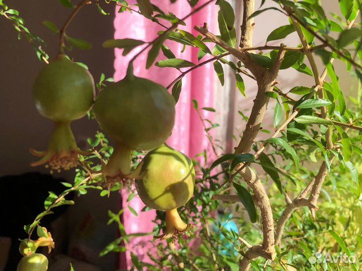 Гранат комнатный декоративный Punica