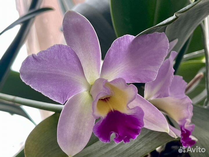 Орхидея каттлея