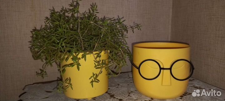 Хлорофитум