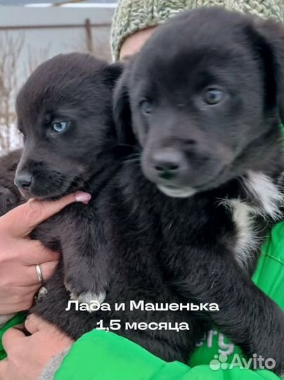 Щенки-малыши в добрые руки