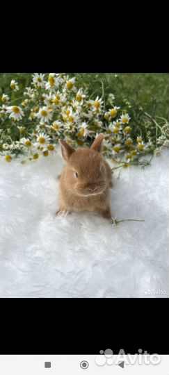 Декоративные карликовые кролики