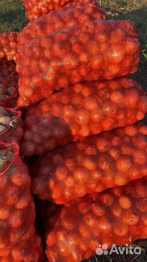 Лук репчатый оптом