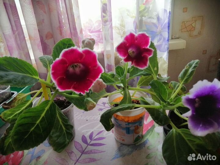 Глоксиния цветущая