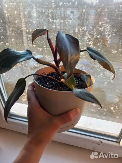 Филодендрон розовая принцесса