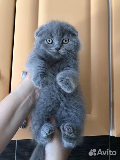 Шотландские вислаухие мальчики