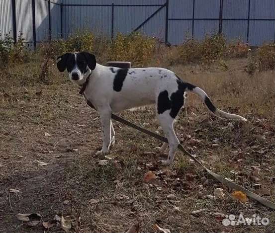 Собака ищет семью