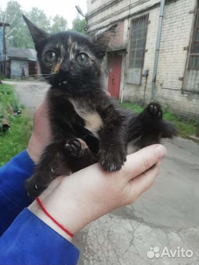 Котята смертники с завода, помогите спасти