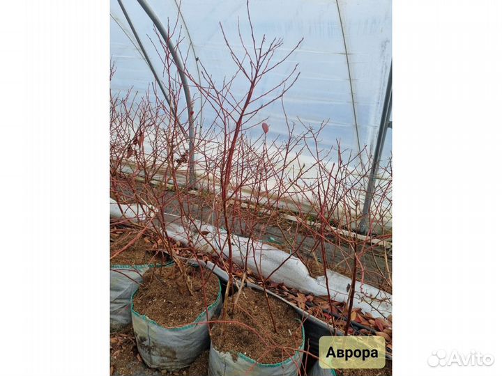 Голубика сорт Аврора