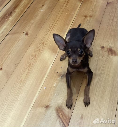 Собака мини Той-терьер