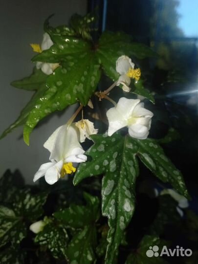 Бегония каудексная