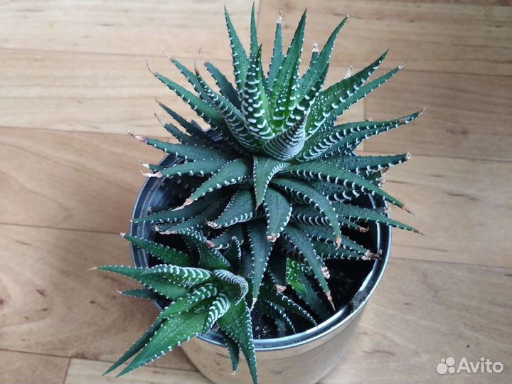 Кактус без шипов-хавортия