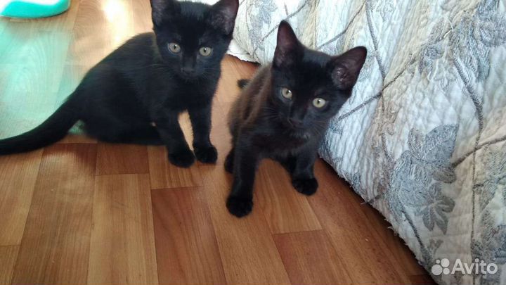Котята черной сибирской