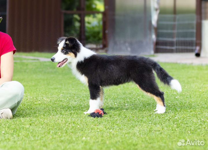 Бордер колли