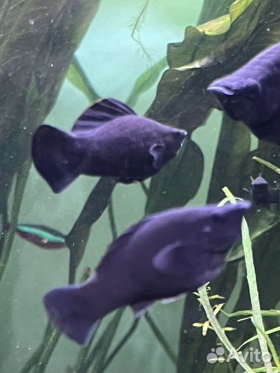 Аквариумные рыбки