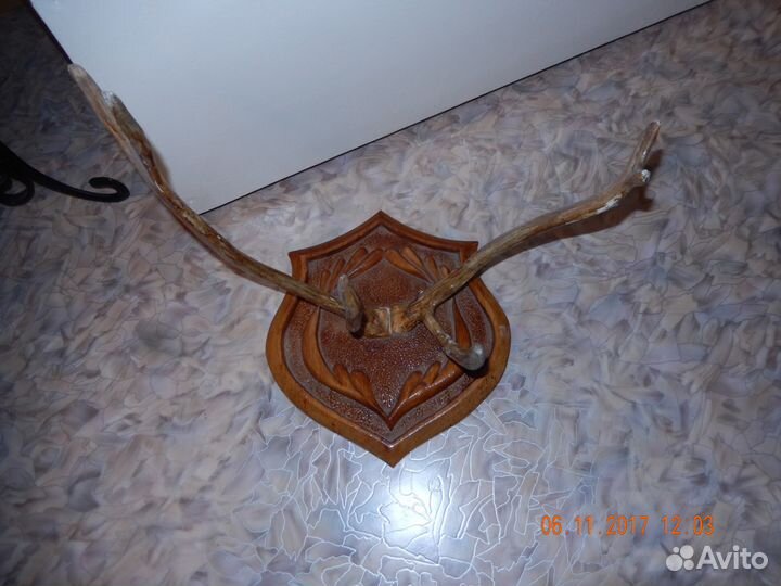 Продам рога оленя