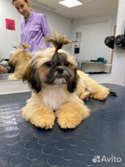 Груминг собак и кошек