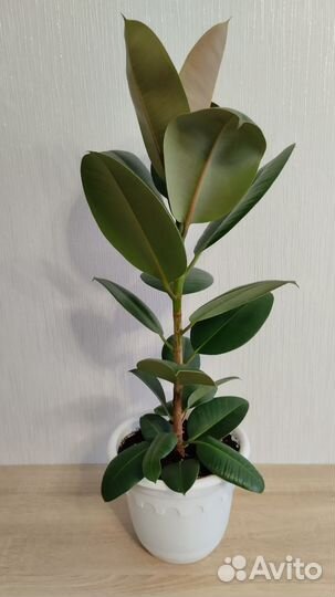 Фикус эластика Абиджан