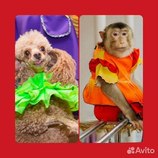 Шоу собачек, обезьянки, змеи Детский праздник