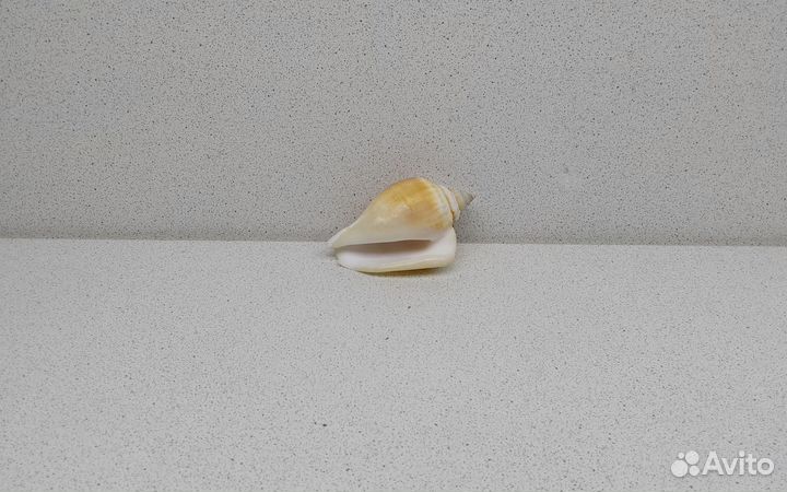 Собачий Стромбус 7,3 морская ракушка раковина