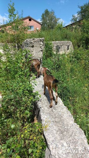 Англо нубийские козлята