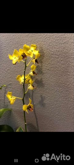 Орхидея дендробиум феленопсис (неприхотливые)