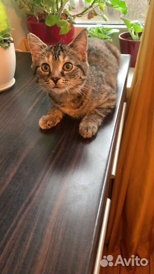 Котенок девочка в добрые руки