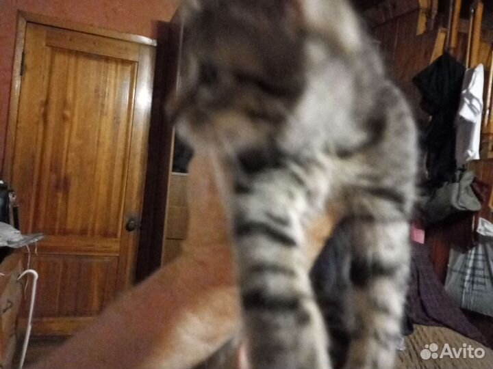 Кошка в дар бесплатно