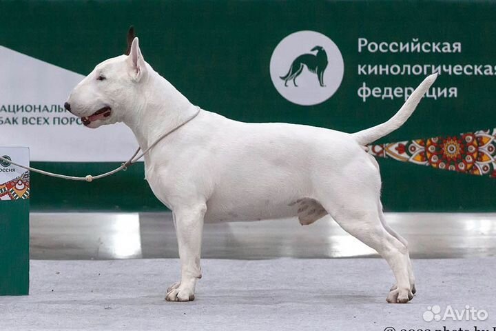 Вязка бультерьер стандартный