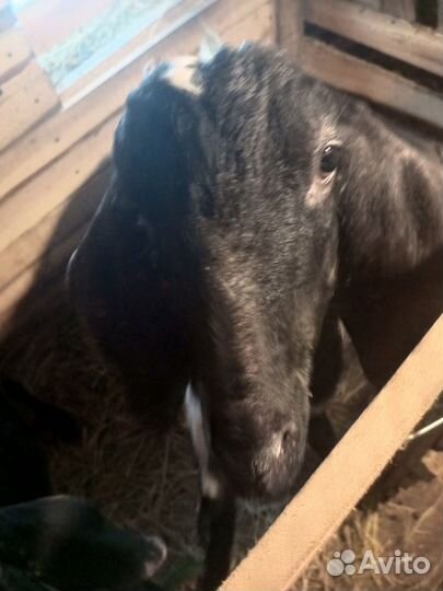 Коза нубийская