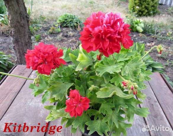 Kitbridge, Лотта Лумберг стеллары пеларгония мини