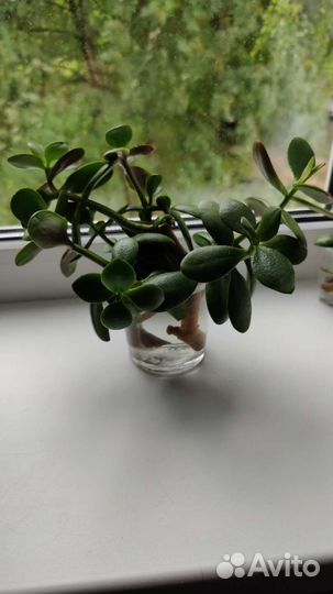 Толстянка (денежное дерево)