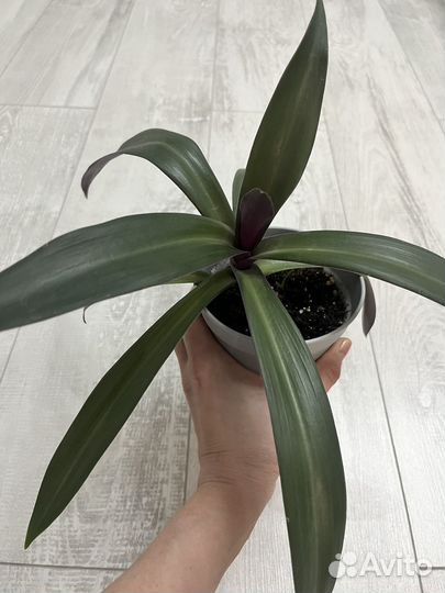 Традесканция рео