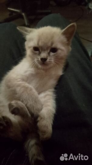 Невский маскарадный котёнок, идеальный подарок