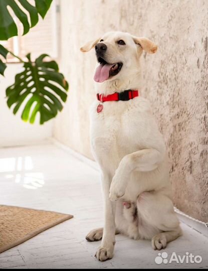 Собака в добрые руки