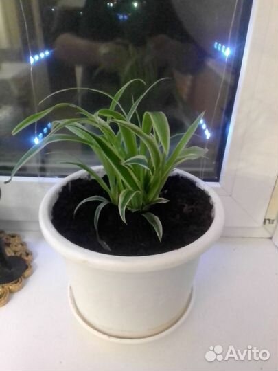 Хлорофитум